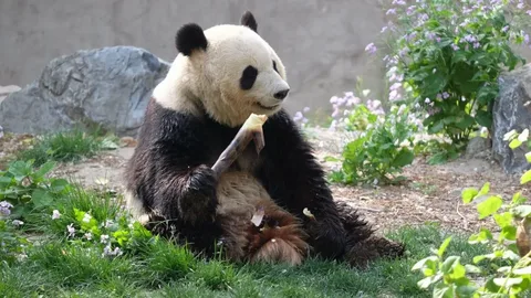 Пекинский зоопарк - Изображение 