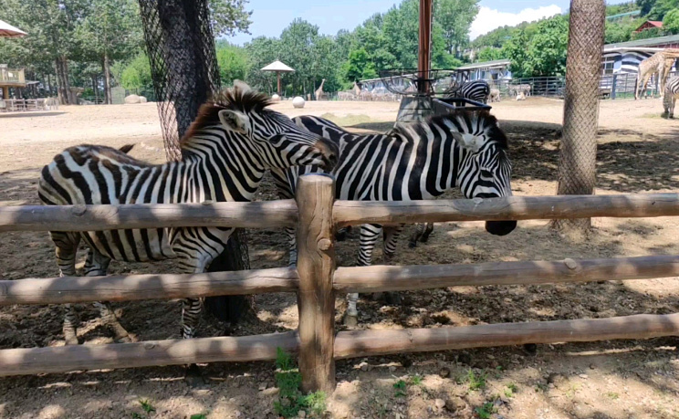 Даляньский зоопарк - Изображение 6