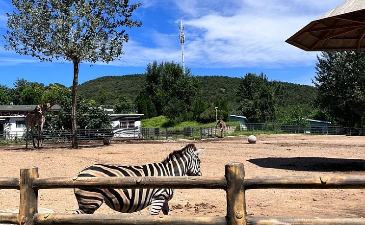 Даляньский зоопарк - Изображение 5