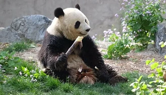 Пекинский зоопарк