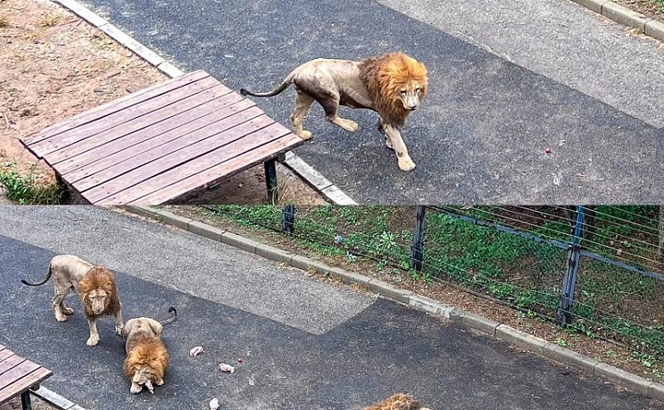 Даляньский зоопарк - Изображение 4