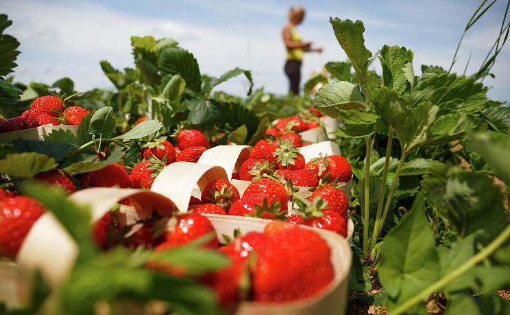 Сезонная экскурсия «Сад и огород» - Изображение 3