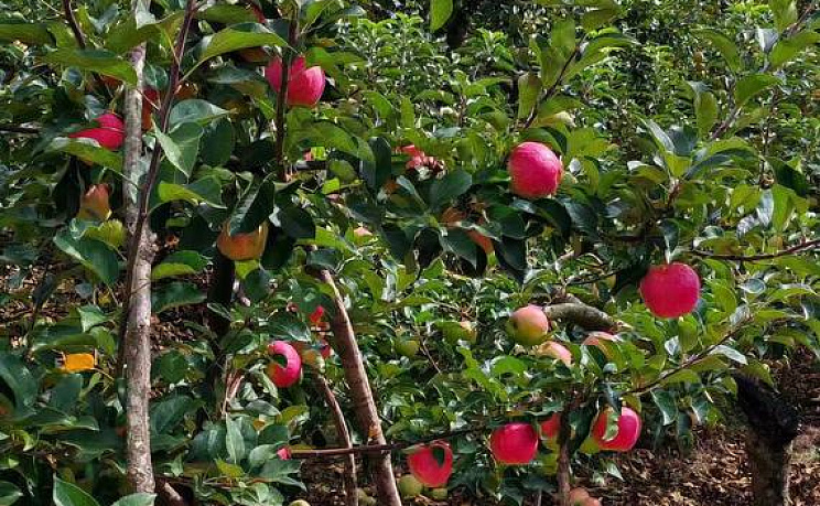 Сезонная экскурсия «Сад и огород» - Изображение 6