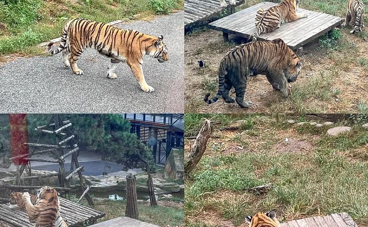 Даляньский зоопарк - Изображение 3