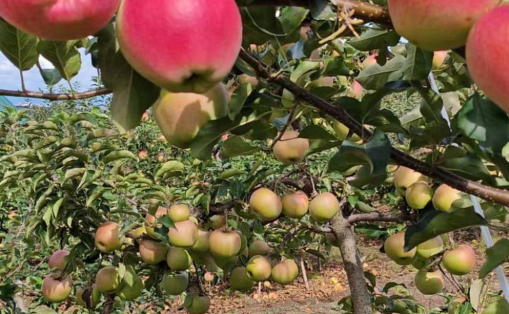 Сезонная экскурсия «Сад и огород» - Изображение 7