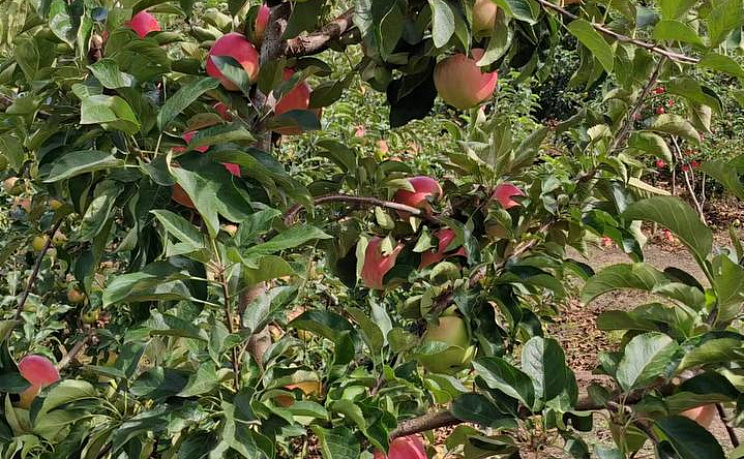 Сезонная экскурсия «Сад и огород» - Изображение 8