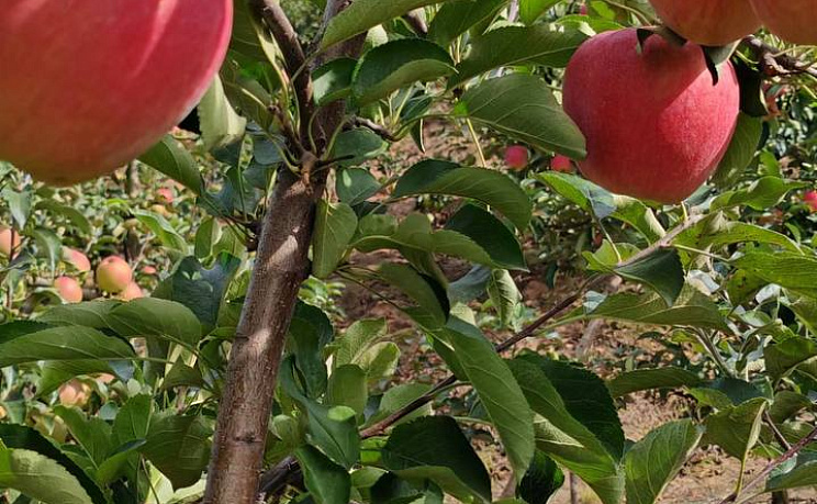 Сезонная экскурсия «Сад и огород» - Изображение 5