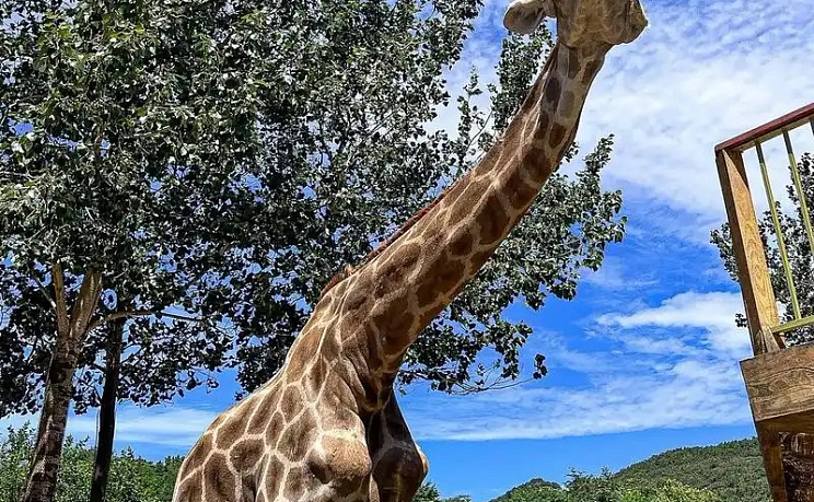 Даляньский зоопарк - Изображение 7